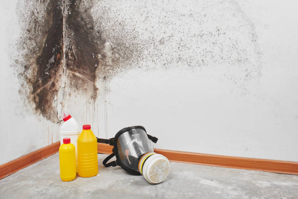 Mold Removal Process in Woodmore, MD