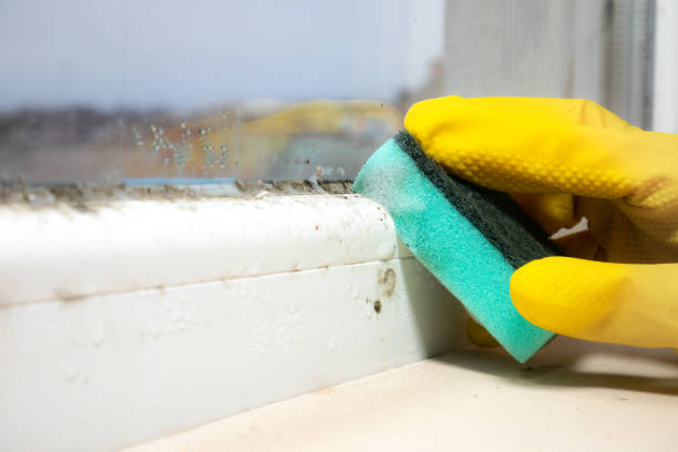 Best Commercial Mold Removal  in Woodmore, MD