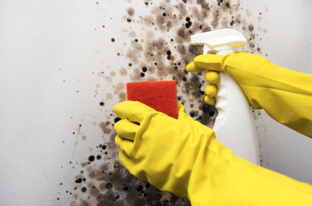 Best Black Mold Removal  in Woodmore, MD