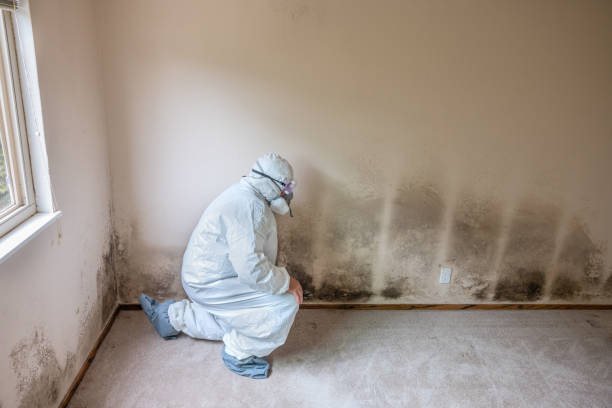 Best Attic Mold Removal  in Woodmore, MD